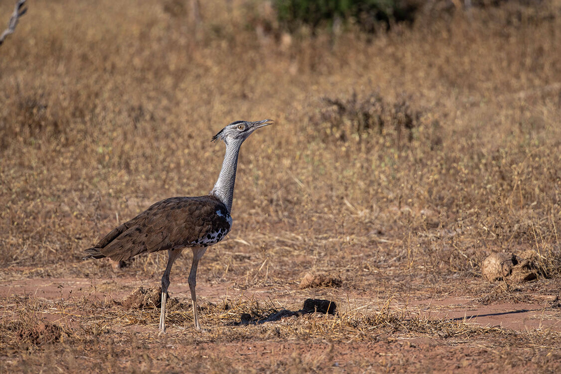 Kori Bustard