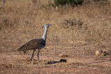 Kori Bustard