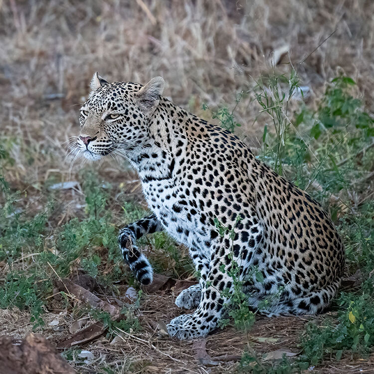 Leopard