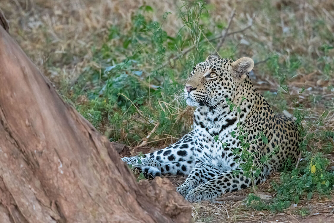 Leopard