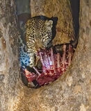 Leopard with Kill