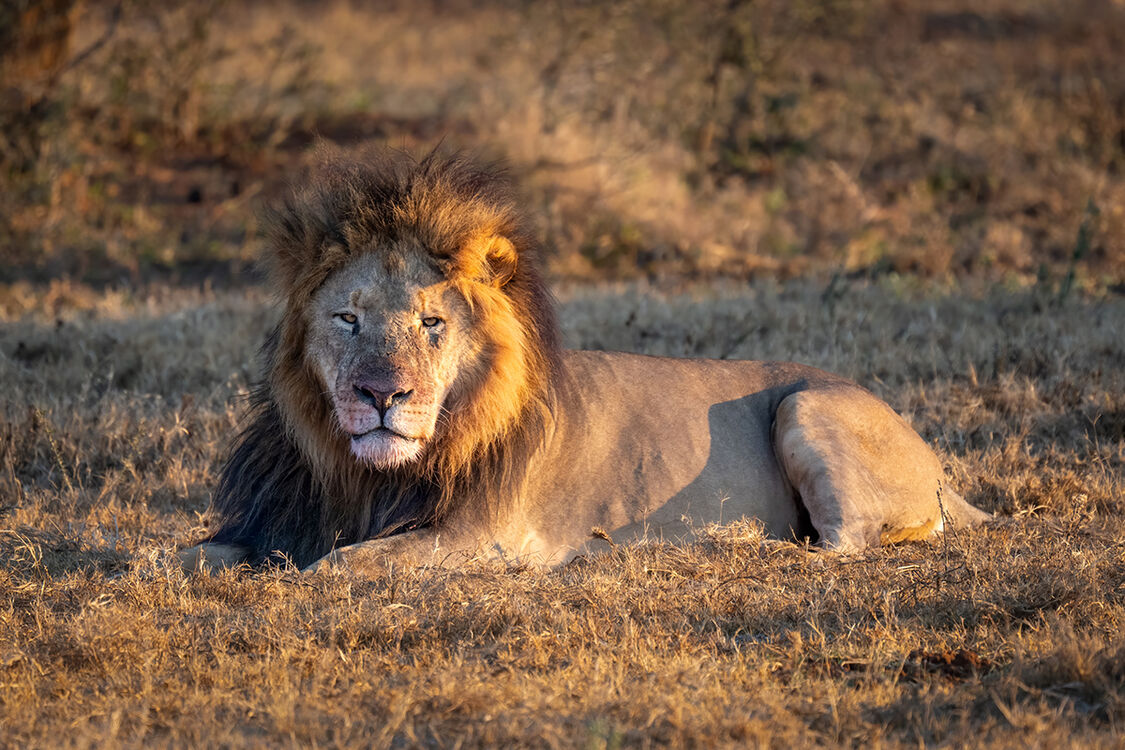 Lion