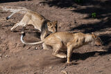 Lion Playfight