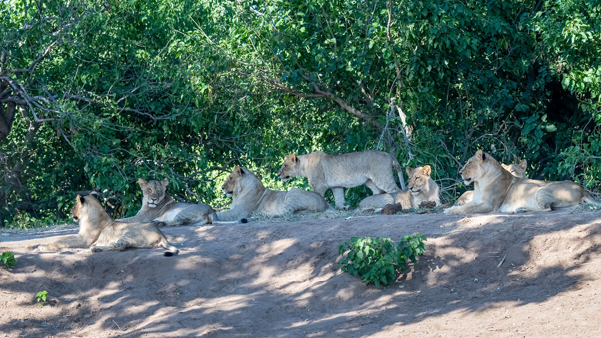 Lion Pride