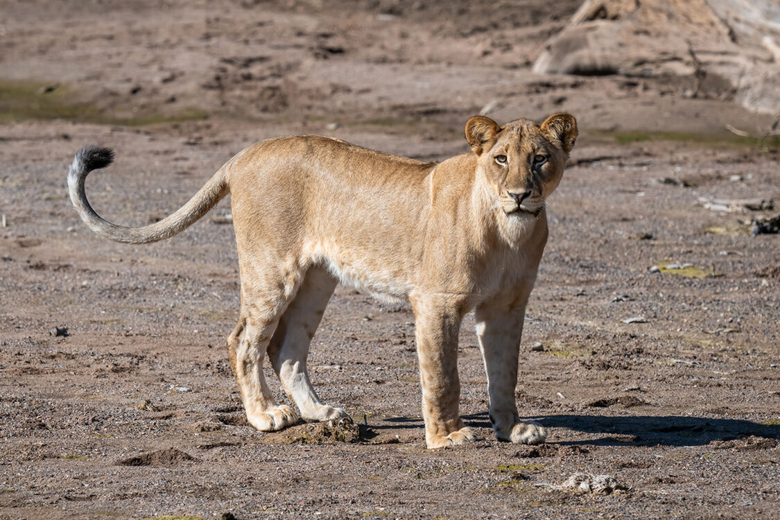 Lioness