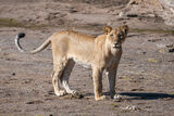 Lioness