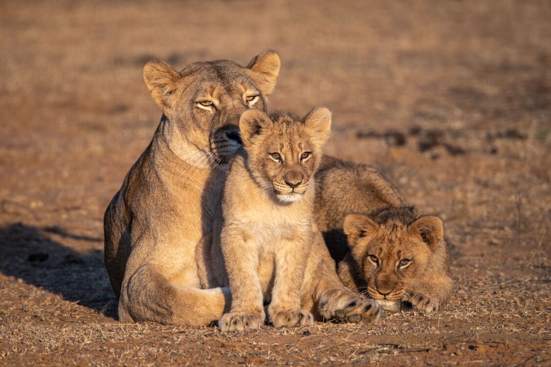 Lioness with Cubs