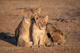 Lioness with Cubs
