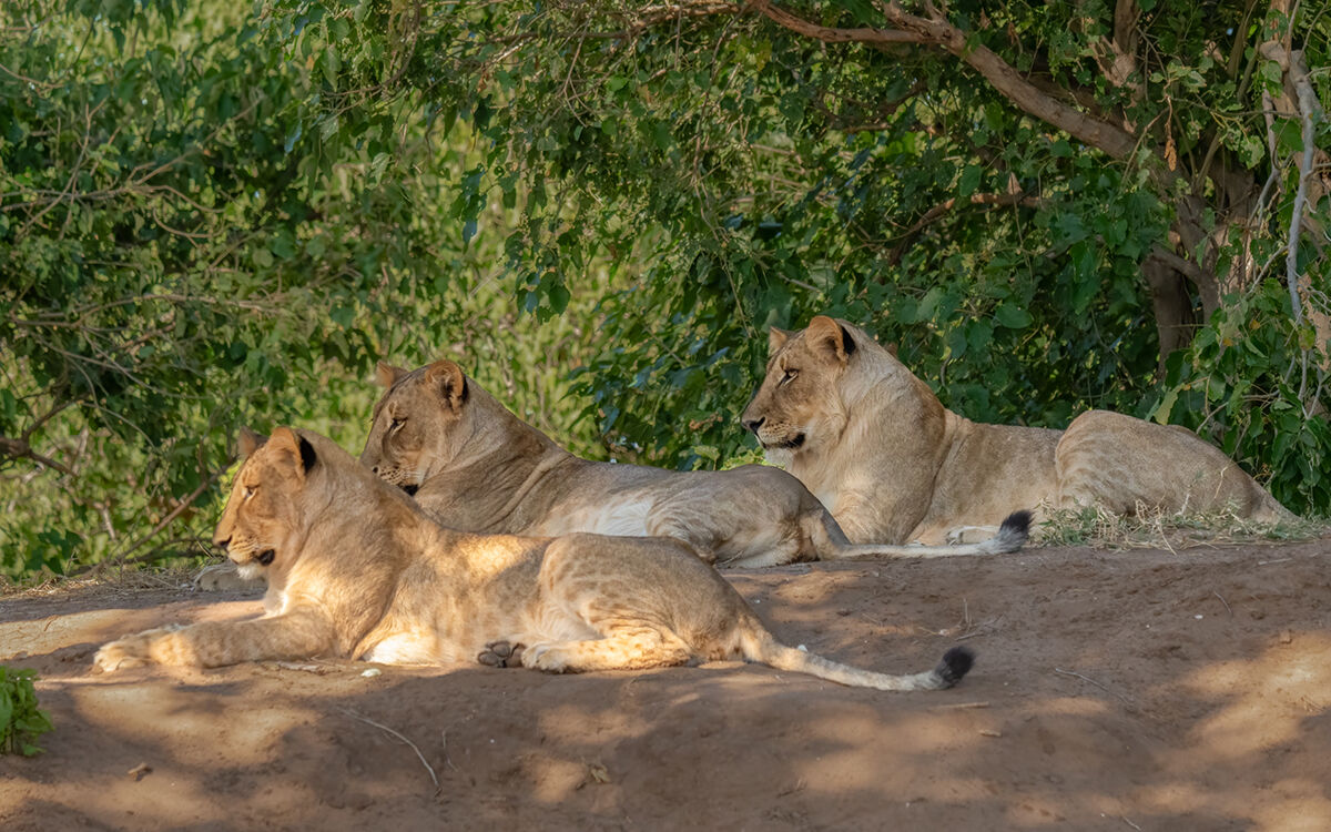 Lions Resting
