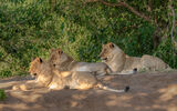 Lions Resting