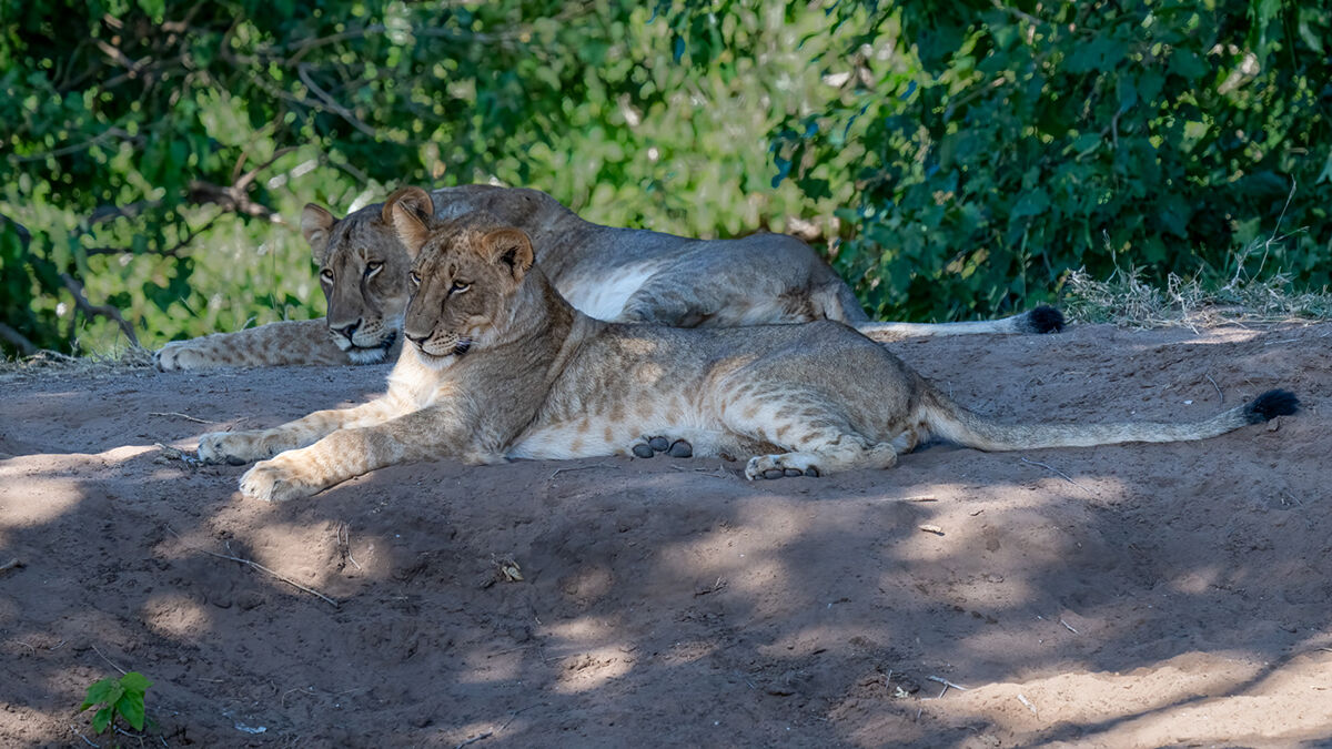 Lions in Shade