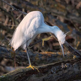 Little Egret Preening
