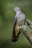 Male Cuckoo