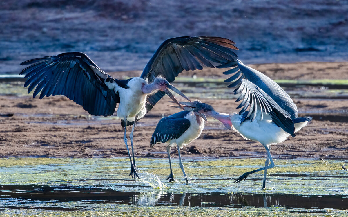 Marabou Stork Altercation
