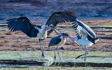 Marabou Stork Altercation