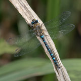 Male Migrant Hawker
