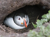 Puffin In Burrow