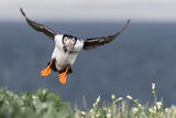 Returning Puffin