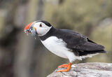 Puffin on Inner Farne