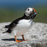 Puffin with Catch