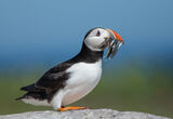 Puffin with Sand Eels