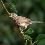 Redwing in the Holly