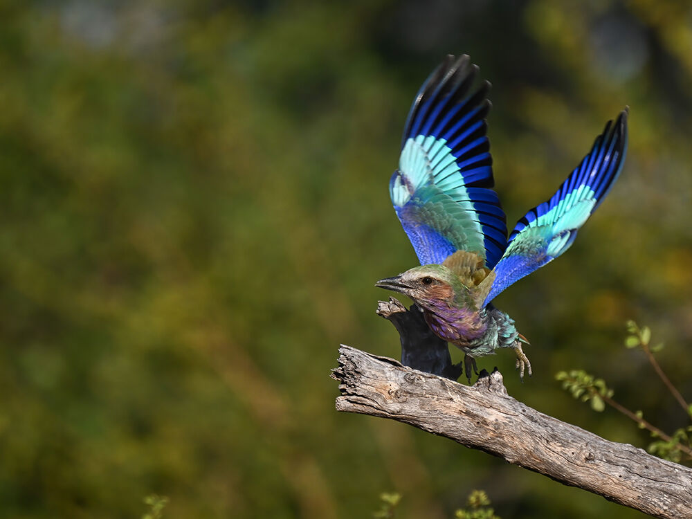 Roller Takeoff