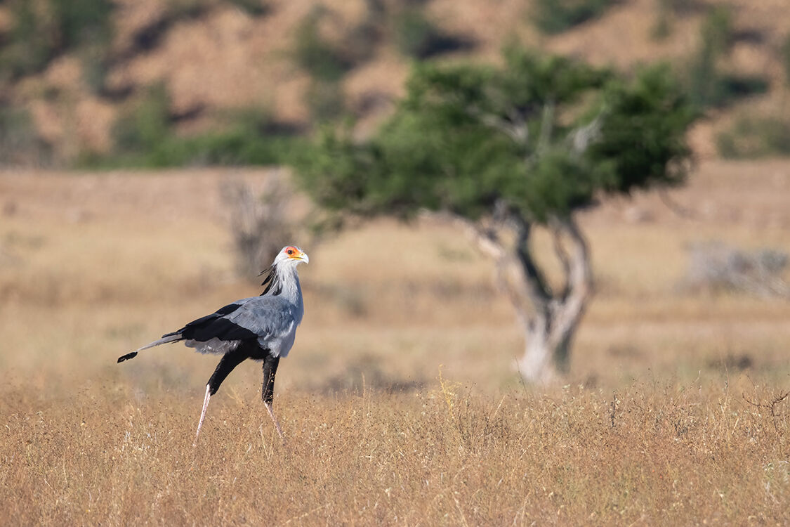 Secretary Bird