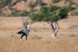 Secretary Bird