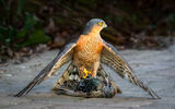 Sparrowhawk Mantling