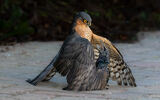 Starling Fights Back