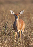 Steenbok