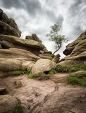 Tree at Brimham Rocks