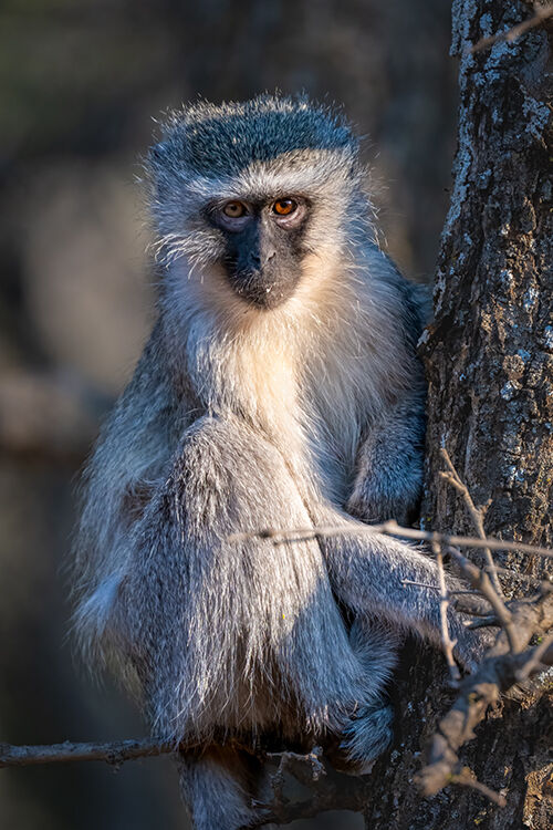 Vervet Monkey