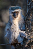 Vervet Monkey
