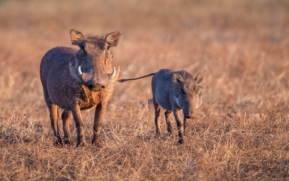 Warthog with Young