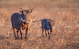 Warthog with Young