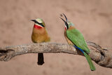 White-Fronted Bee-Eaters