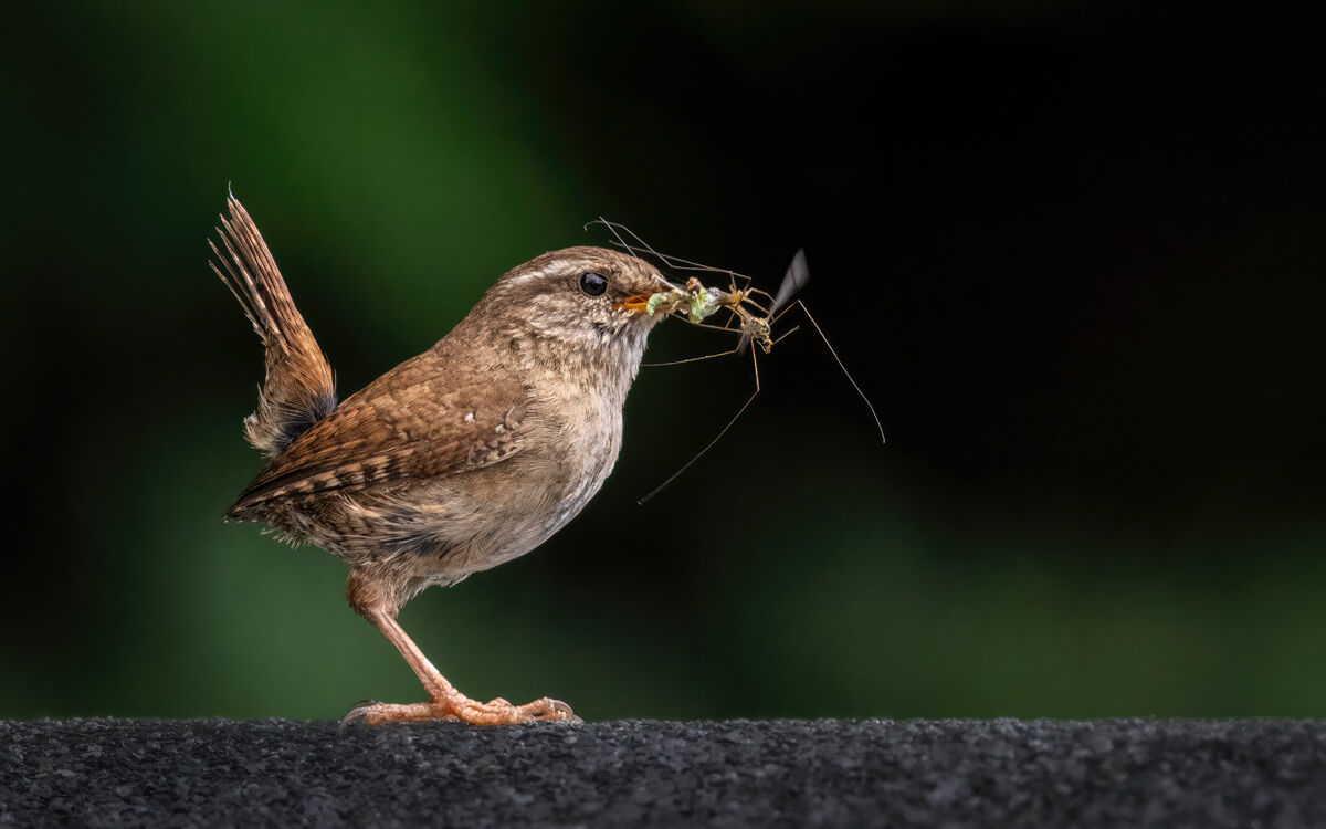 Wren with Beakful
