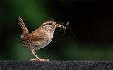 Wren with Beakful