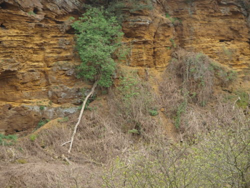 Sand Quarry in Bird Reserve