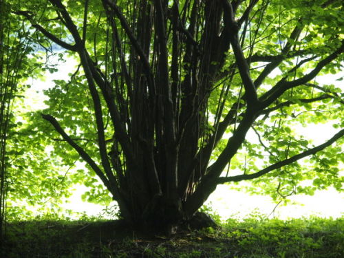 Coppiced Tree, Sandridge