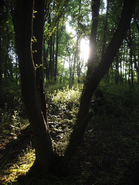 Langley Wood