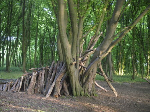 Scout Shelter, Langley Wood