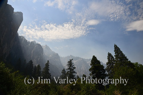 Circle of Trees, Yosemite