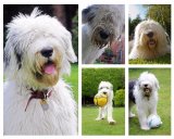 200117-Paddy-montage-1