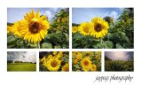 sunflowers montage