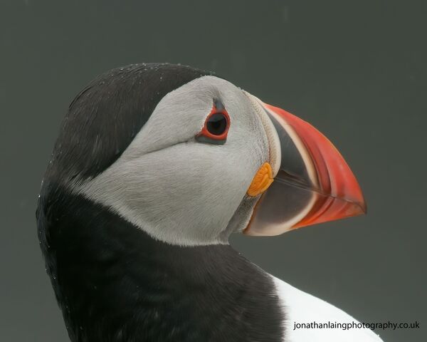 Puffin portrait