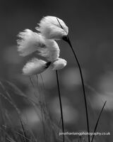 Cotton grass study