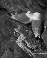 Kittiwake pair